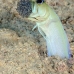 jawfish_yellowhead_bcf_nwp_v_0040_tci1963.jpg